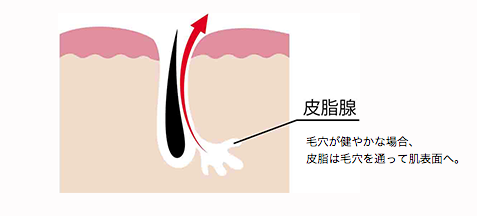 皮脂腺